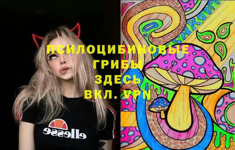 Псилоцибиновые грибы Cubensis  купить   Константиновск 